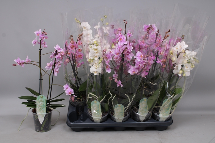 <h4>PHAL MF GEM 3 KL</h4>
