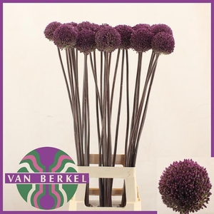 ALLIUM SUMMER DRUMME