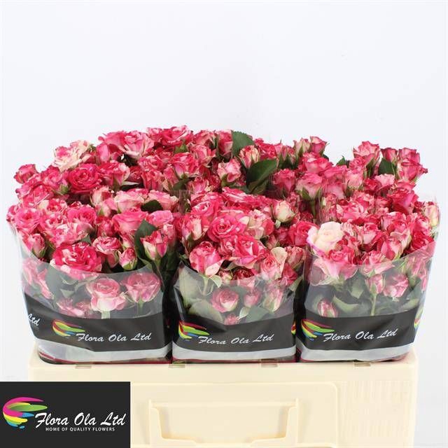 <h4>R Tr Fireworks Flora Ola</h4>