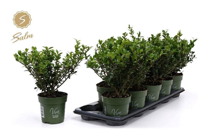 <h4>ILEX CRENATA JENNY</h4>