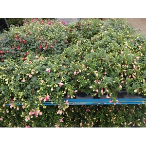 FUCHSIA MIXK