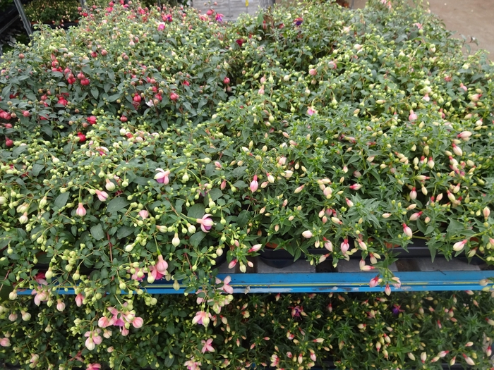 <h4>FUCHSIA MIXK</h4>