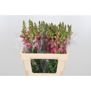 Antirrhinum Po Earl Pink