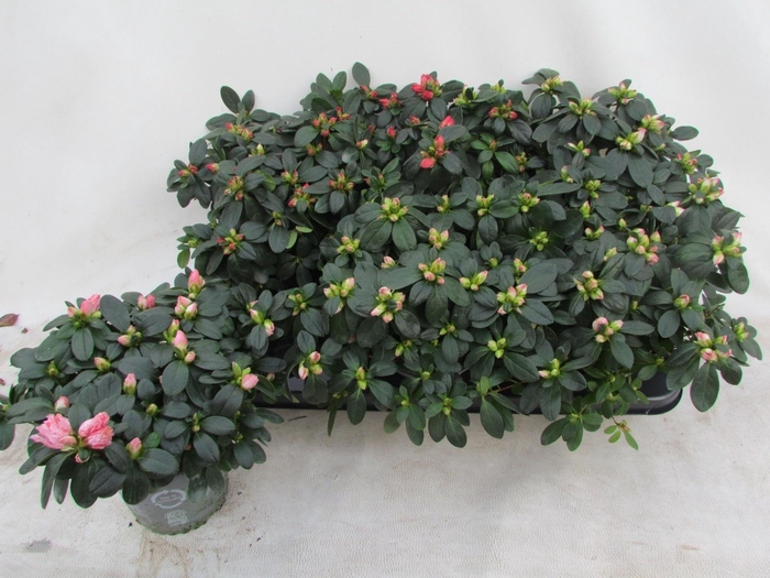 <h4>RHODO SI VOGEL GEM</h4>