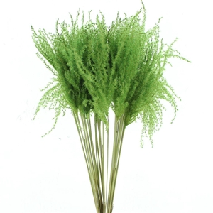 Dried Stipa Feather Apple Green