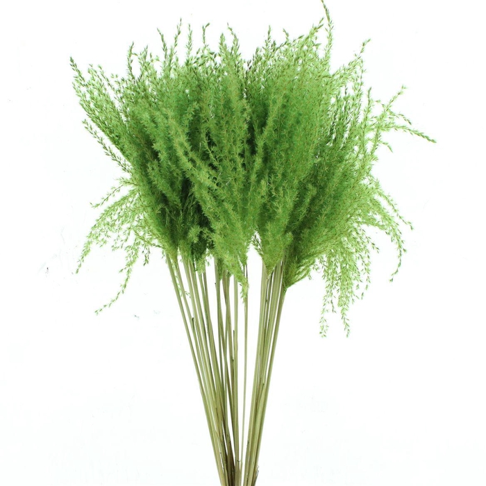 <h4>Dried Stipa Feather Apple Green</h4>