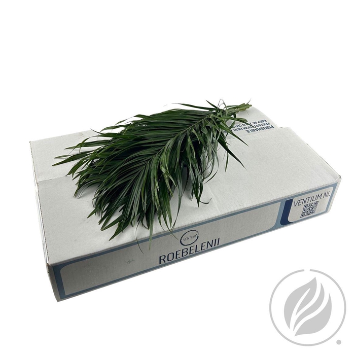 <h4>Phoenix Roebelini 80cm</h4>