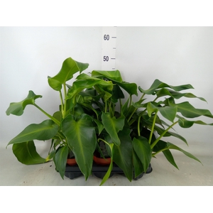 Planten  ..mix