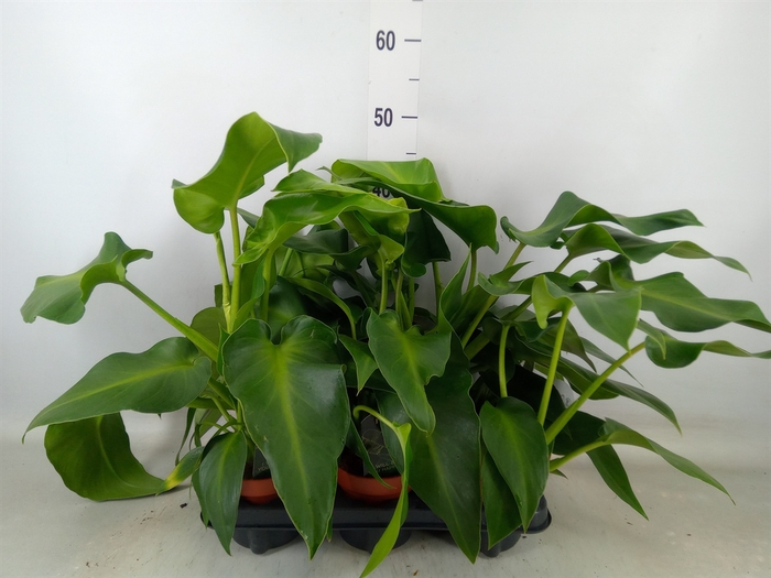 <h4>Planten  ..mix</h4>