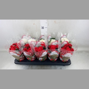 Begonia elat. DU   ...mix