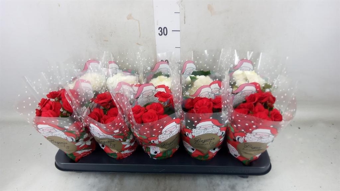 <h4>Begonia elat. DU   ...mix</h4>