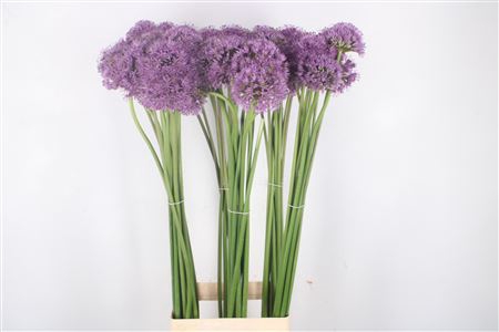 <h4>Allium Gladiator</h4>