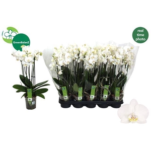 PHAL WHITE 5 TAK 50CM