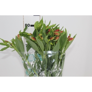 ALSTROEMERIA TROPICANA 080 CM