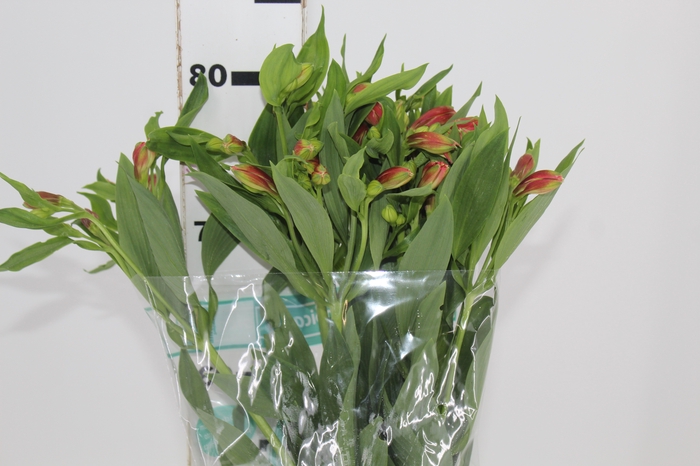 <h4>ALSTROEMERIA TROPICANA 080 CM</h4>