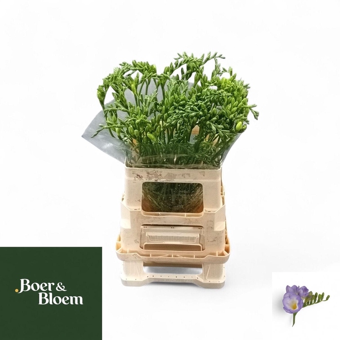 <h4>FR EN DELTA RIVER</h4>