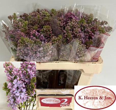 <h4>SYR V LAVALIENSIS</h4>