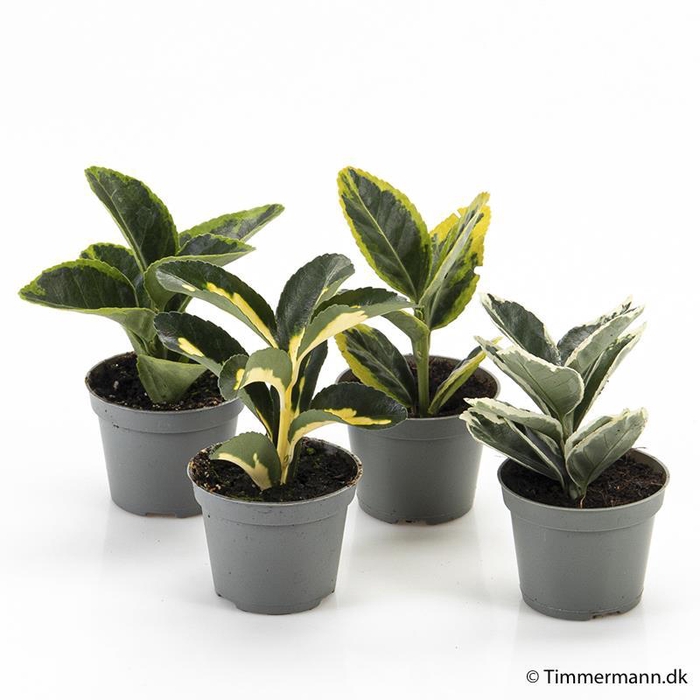 <h4>EUONYMUS JAPONICUS P6</h4>