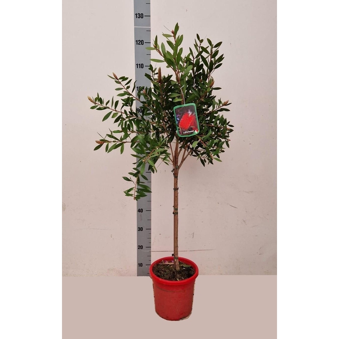 <h4>CALLISTEMON CITRINUS</h4>