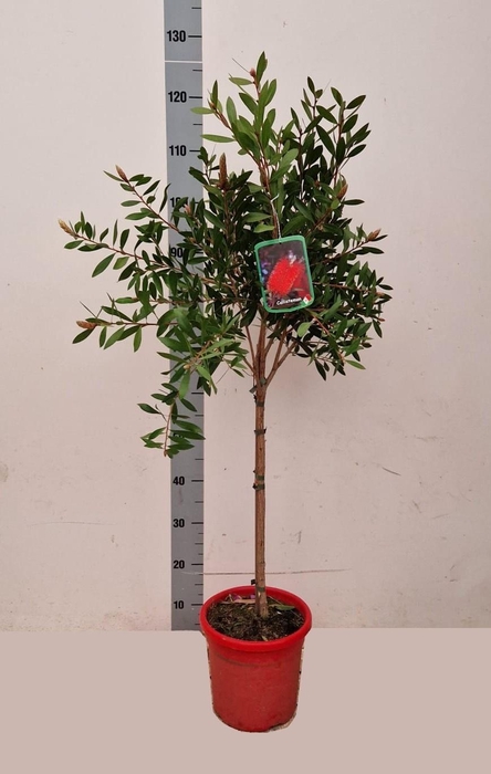 CALLISTEMON CITRINUS