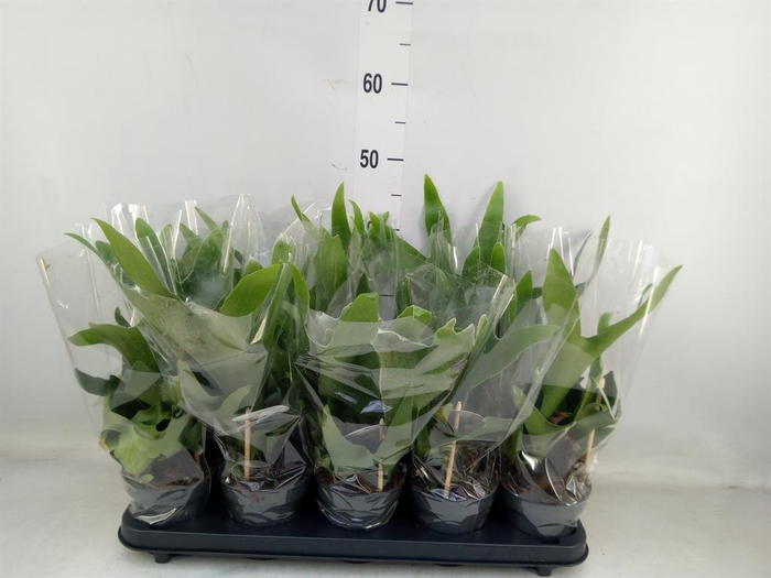 <h4>Platycerium bifurc.</h4>