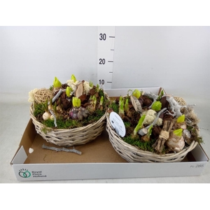 Arr.   Bol/Knolgewas L%