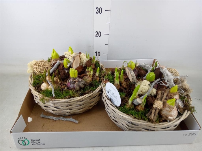 <h4>Arr. Bol/Knolgewas L%</h4>