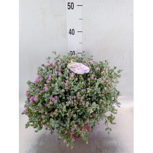 Lampranthus roseus