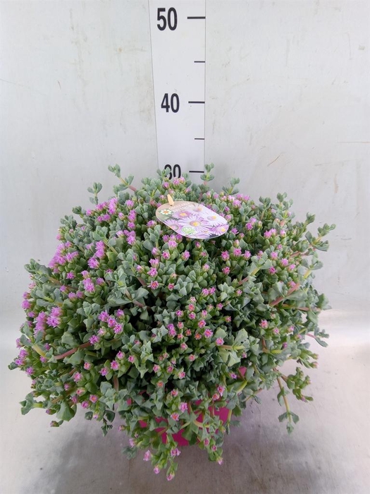 <h4>Lampranthus roseus</h4>