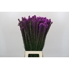 Liatris Callilepis