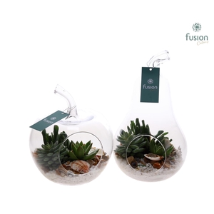 Arr.  Succulents H%