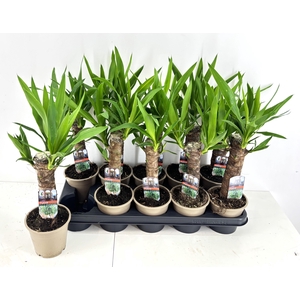 YUCCA