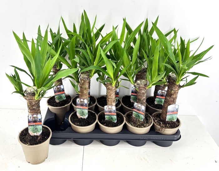 <h4>YUCCA</h4>
