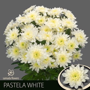 CHR T PASTELA WHITE