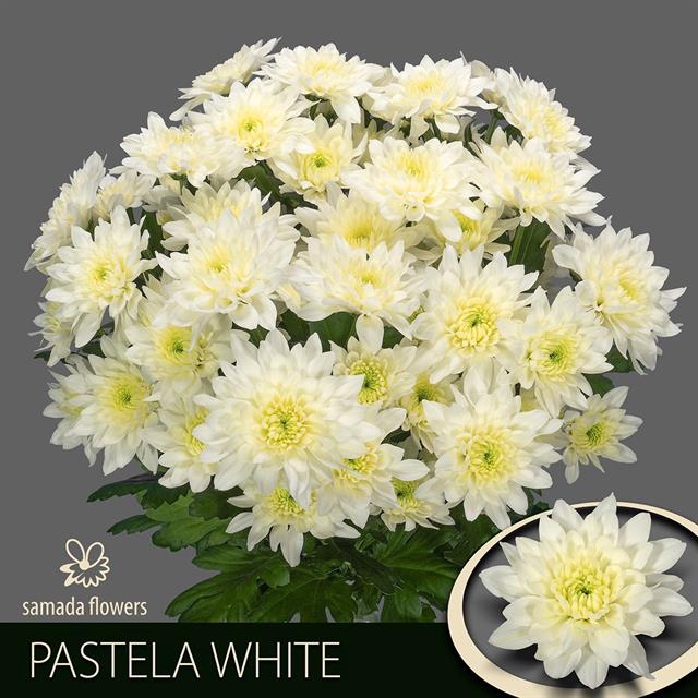 CHR T PASTELA WHITE