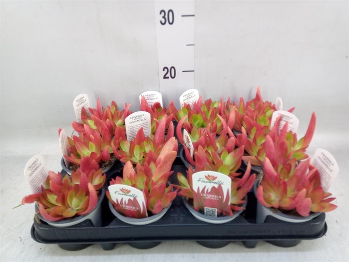<h4>Crassula ...</h4>