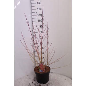 Cornus sang. 'Midwinter Fire' P29 potgekweekt