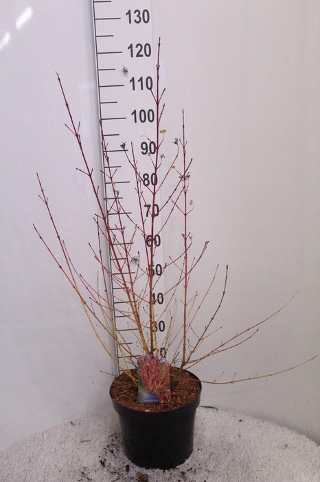 <h4>Cornus sang. 'Midwinter Fire' P29 potgekweekt</h4>