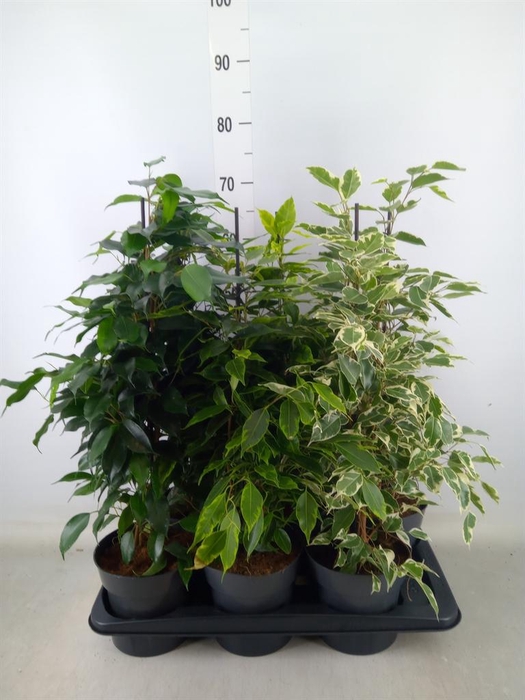 <h4>Ficus benja.   ...mix</h4>
