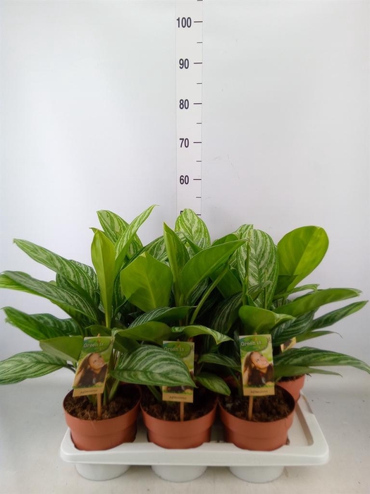 <h4>Aglaonema   ...</h4>