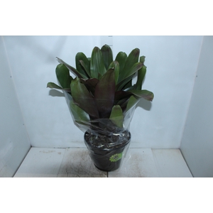 BROMELIA IMPERIAL P27 VERDE/VERMELHO