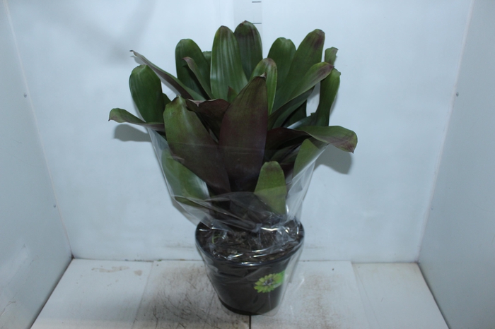 <h4>BROMELIA IMPERIAL P27 VERDE/VERMELHO</h4>