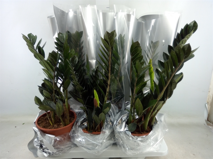 <h4>Zamioculcas zamiifolia 'Super Nova'</h4>