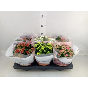 Kalanchoe blos. 'RoyalDon'   ..mix