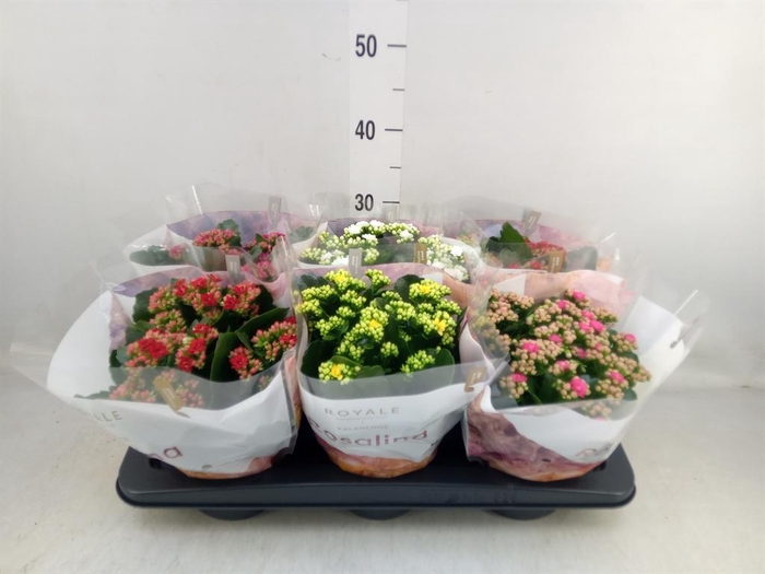 <h4>Kalanchoe blos. 'RoyalDon' ..mix</h4>