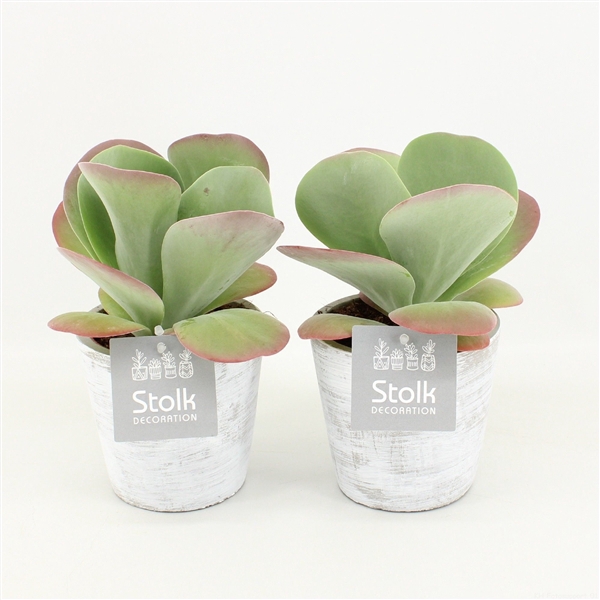 <h4>Kalanchoe Thyrsiflora 10,5 in White Wash pot</h4>