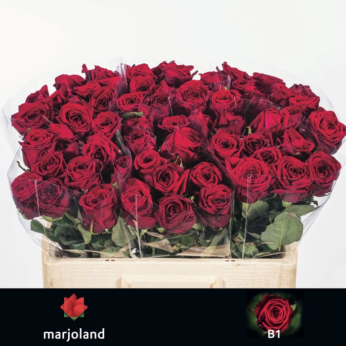 <h4>R Gr Red Naomi Marjoland B1</h4>