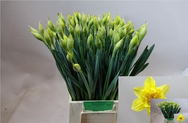 <h4>NARC DU DICK WILDEN</h4>