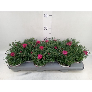 Dianthus  'Diantica Early Love'