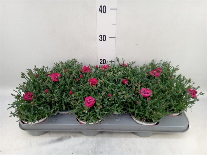 <h4>Dianthus  'Diantica Early Love'</h4>